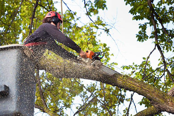 Best Utility Line Clearance  in Cleveland, OK